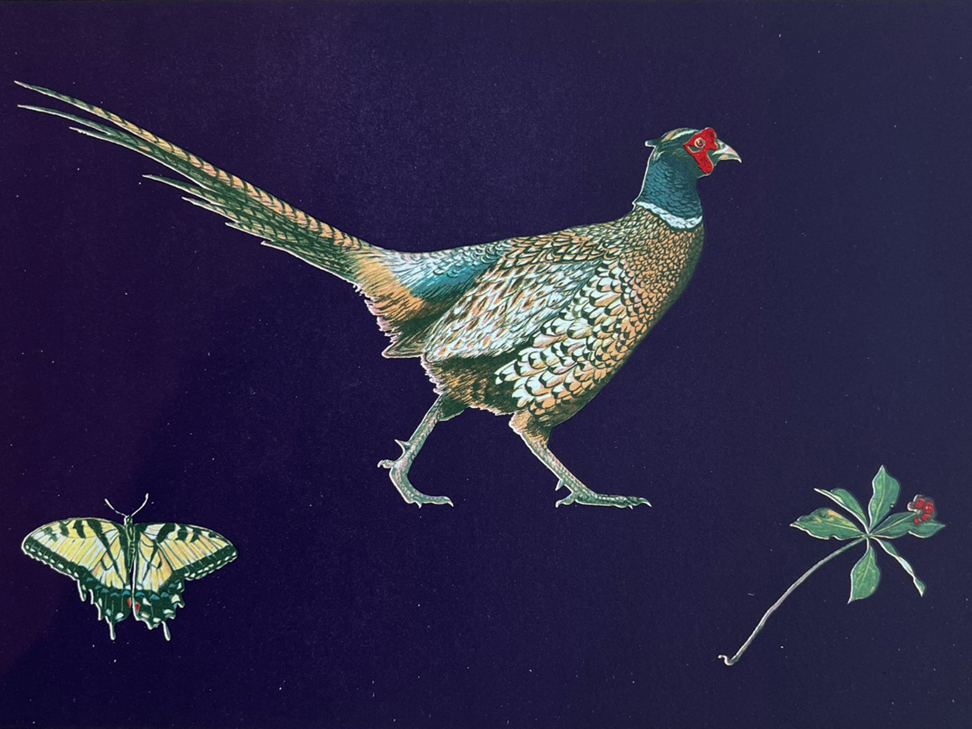 Lot 7 — James Prosek, Ring-necked Pheasant