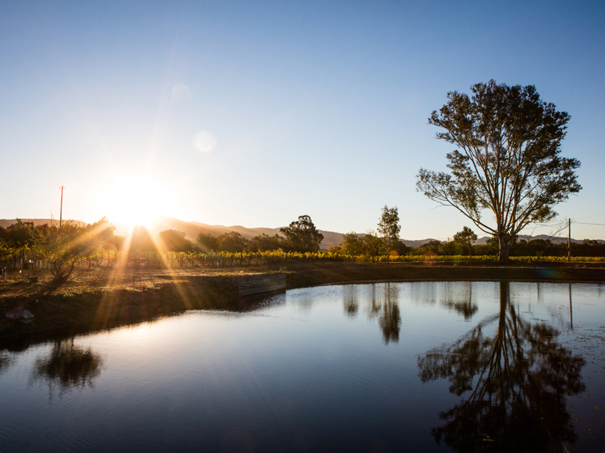 Lot 16 — Wine Tasting in Napa at Grassi Winery